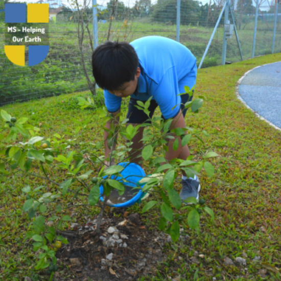 ISKL_MS_Treeplanting_1