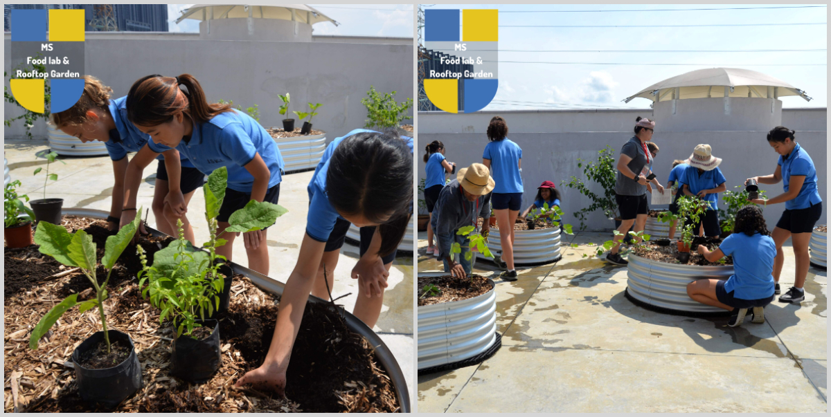 The kitchen garden program working hard
