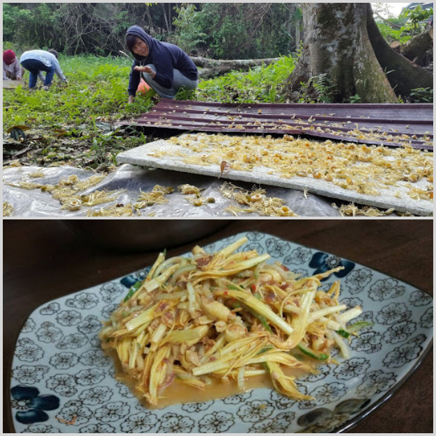 ISKL Jom Belajar! - Durian Tree Flowering