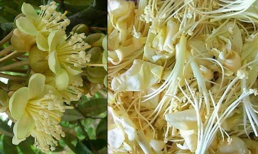durian flower