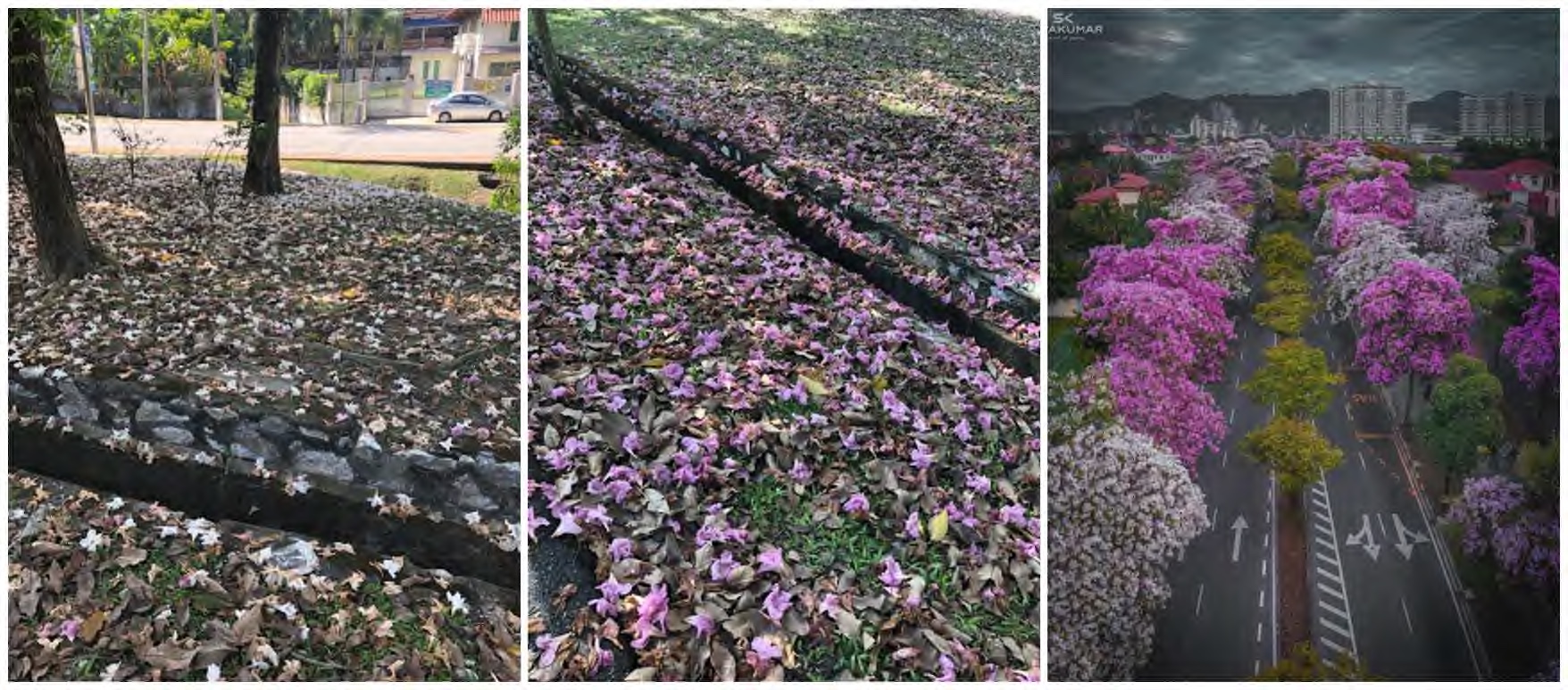 Jom Belajar - Cherry Blossom