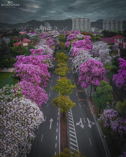 Jom Belajar! Tecoma Trees bloom