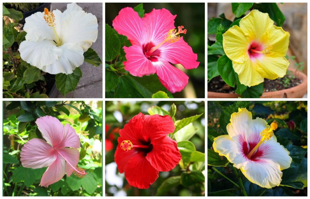 Colorful Hibiscus
