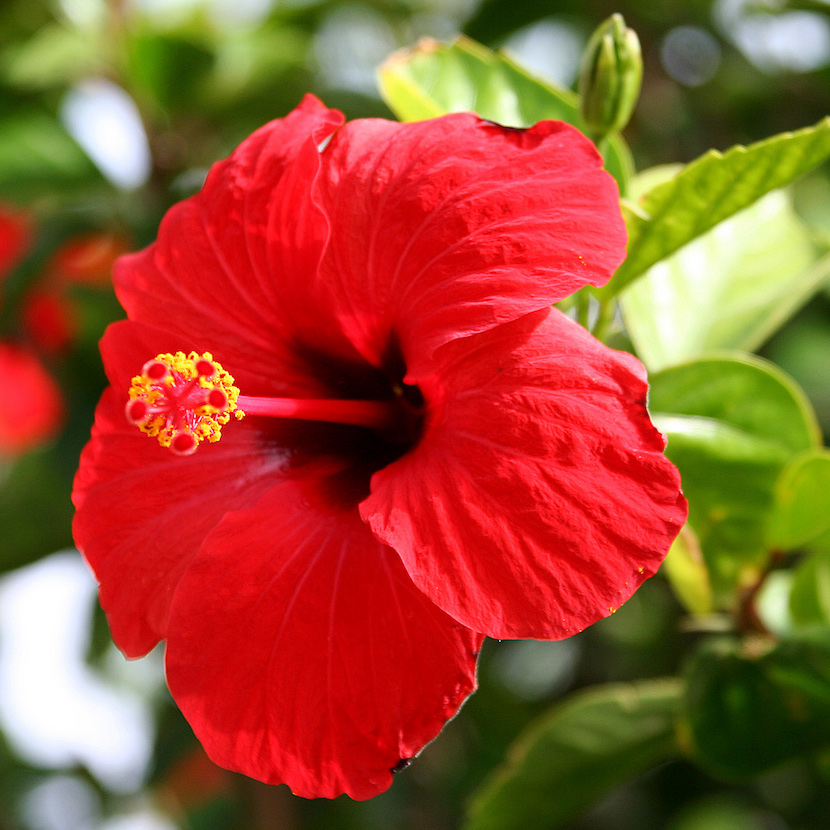 Red Hibiscus flower