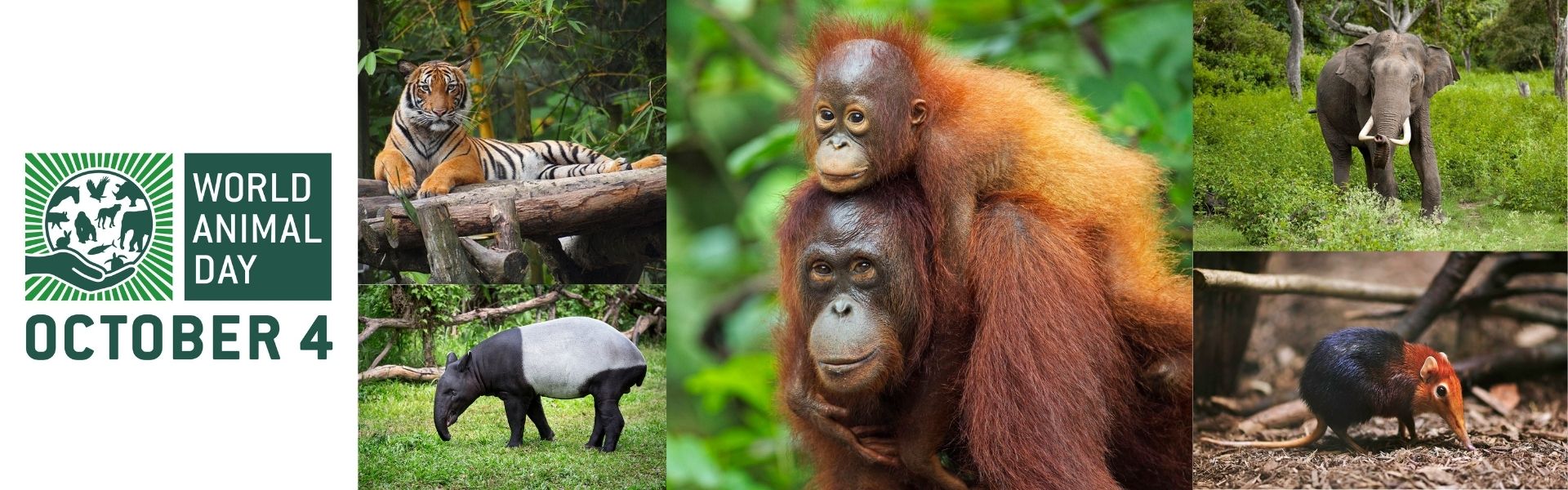 Jom Belajar - World Animal Day Header