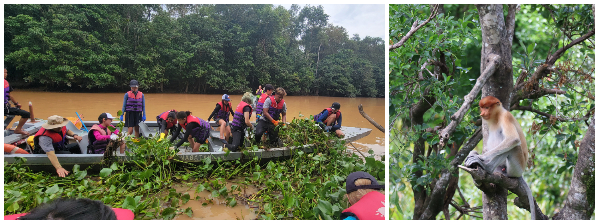 Kinabatangan River Reforestation Project