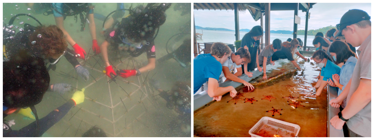 Mamutik Island Reef Restoration Project