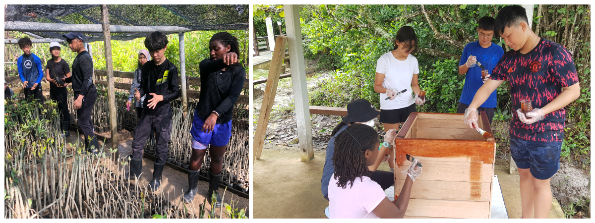 GAP Dungun Turtle Watch Project